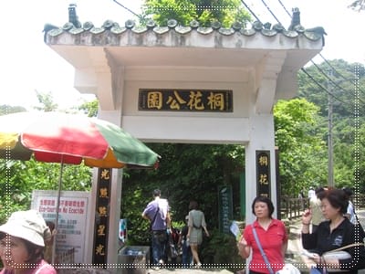 土城桐花季*遊*桐花 - 第23張圖 土城桐花季*遊*桐花