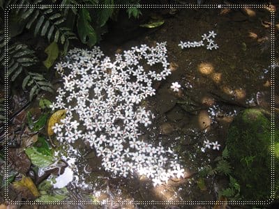 土城桐花季*遊*桐花 - 第15張圖 土城桐花季*遊*桐花