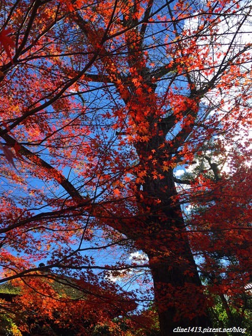 ▌京都賞楓▌♥蓮華寺♥小景卻意外讓人驚豔的楓葉美景