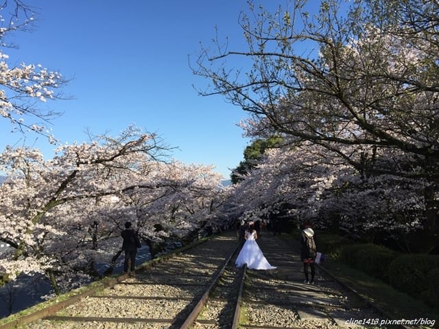 ▌京都。賞櫻▌♥京都十大賞櫻景點、賞櫻路線♥2016日本櫻花情報分享