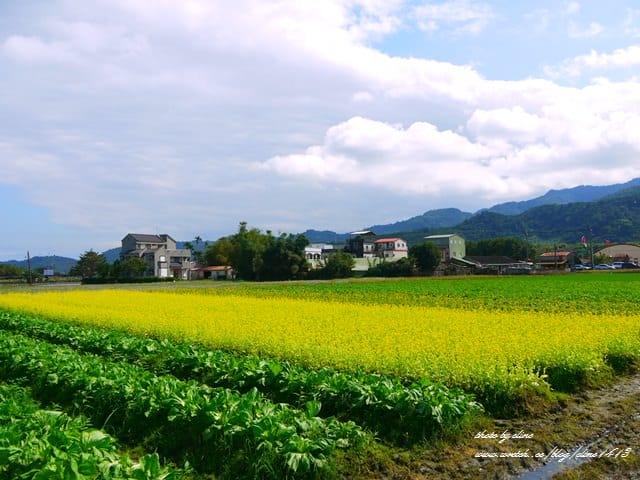 【宜蘭景點】安貴妃拜年♥ 宜蘭三星米香銀柳節♥大同鄉秘境牛鬥賞櫻 ♥