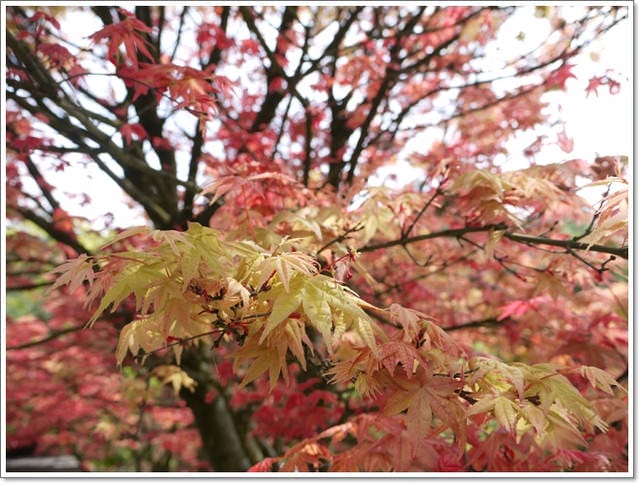 春天˙楓葉紅了~【台北奧萬大】賞楓好地方