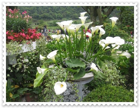 浪漫海芋季<苗榜>&海芋花賞 - 第27張圖 浪漫海芋季<苗榜>&海芋花賞