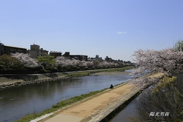 ▌京都。賞櫻▌♥京都十大賞櫻景點、賞櫻路線♥2016日本櫻花情報分享
