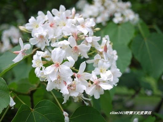 【旅遊】二訪宜蘭˙湖畔莊園& 梅花湖畔遇見桐花