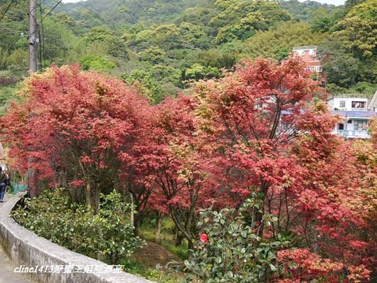 ♥ 迷人的四月楓紅 ♥ 陽明山台北奧萬大