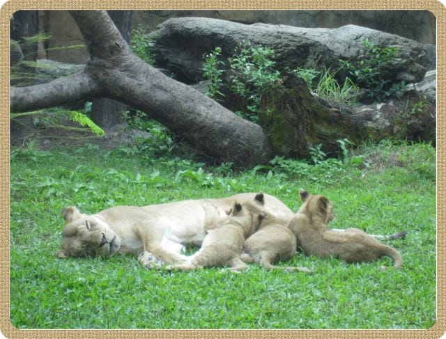 陪公子遊 動物園~甜蜜的負荷