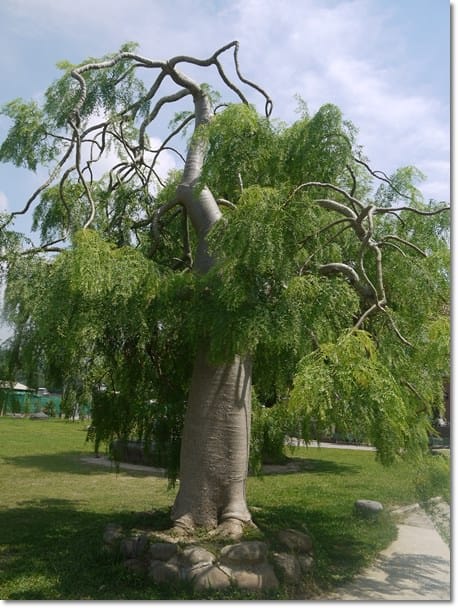 【苗栗景點】夢想的莊園~苗栗˙巧克力雲莊