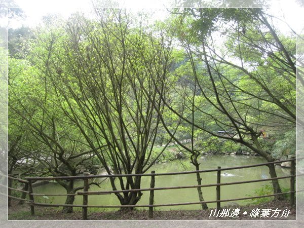 ▌苗栗景點 ▌我在森林綠海!山那邊*綠葉方舟