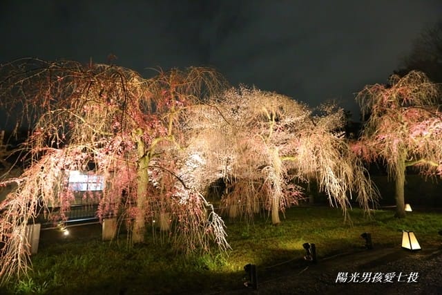 ▌京都。賞櫻▌♥京都十大賞櫻景點、賞櫻路線♥2016日本櫻花情報分享