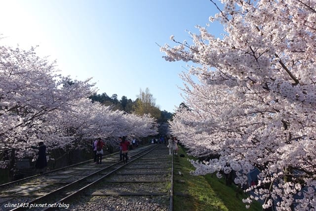 ▌京都。賞櫻▌♥京都十大賞櫻景點、賞櫻路線♥2016日本櫻花情報分享