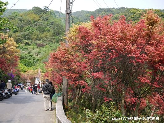 ♥ 迷人的四月楓紅 ♥ 陽明山台北奧萬大