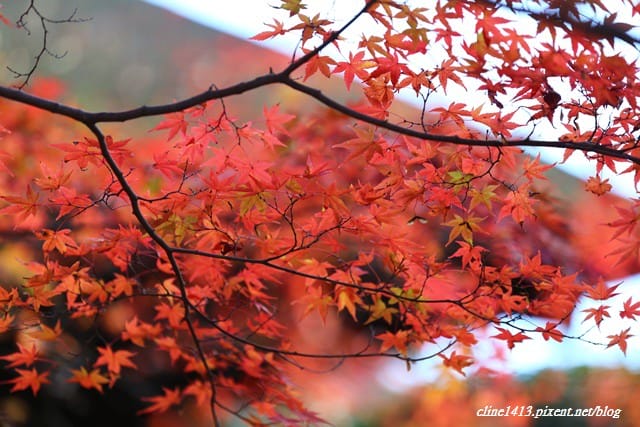 ▌京都賞楓▌♥蓮華寺♥小景卻意外讓人驚豔的楓葉美景