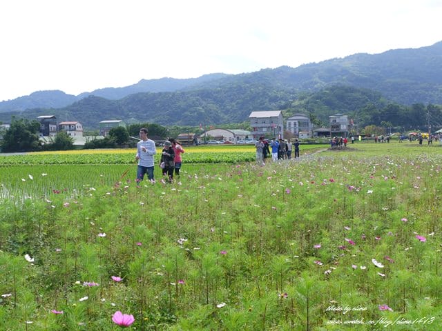 【宜蘭景點】安貴妃拜年♥ 宜蘭三星米香銀柳節♥大同鄉秘境牛鬥賞櫻 ♥