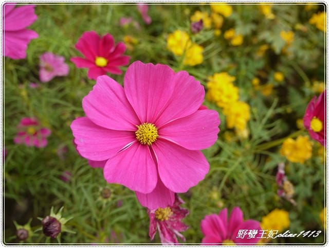 越夜越美麗˙花博走馬看花初體驗 - 第5張圖 越夜越美麗˙花博走馬看花初體驗