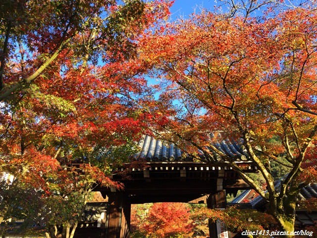 ▌京都賞楓▌必訪名所♥永觀堂♥日楓、夜楓都很迷人