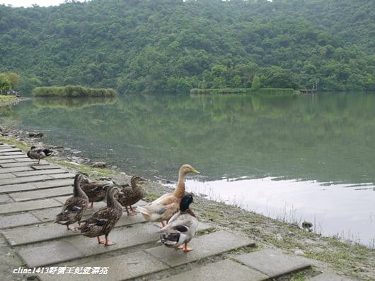 【旅遊】二訪宜蘭˙湖畔莊園& 梅花湖畔遇見桐花