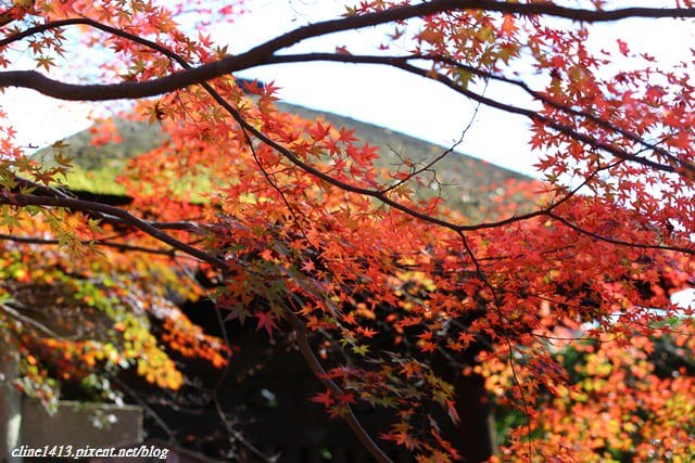▌京都賞楓▌♥蓮華寺♥小景卻意外讓人驚豔的楓葉美景