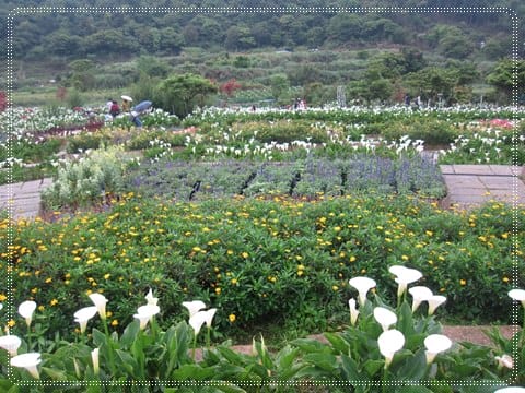 浪漫海芋季<苗榜>&海芋花賞 - 第12張圖 浪漫海芋季<苗榜>&海芋花賞