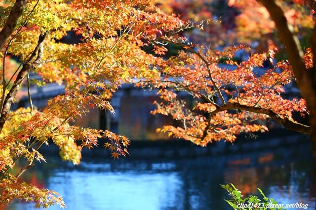▌京都賞楓▌必訪名所♥永觀堂♥日楓、夜楓都很迷人