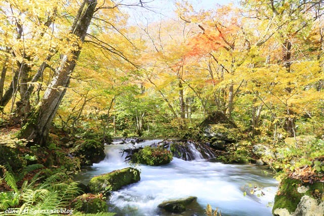 ▌日本東北賞楓▌絕美賞楓景點♥奧入瀨溪流散策♥彷彿走進畫布裡的美景