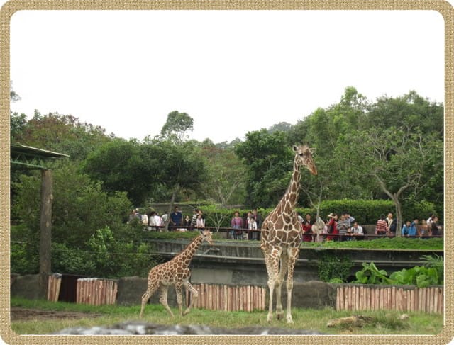 陪公子遊 動物園~甜蜜的負荷