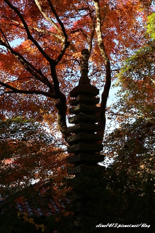 ▌京都賞楓▌京都賞楓名所♥瑠璃光院♥絕美夢幻的紅葉美景by陽光男孩