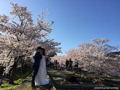 ▌京都賞櫻▌京都和服體驗♥夢京都♥高台寺店。穿和服漫遊清水寺