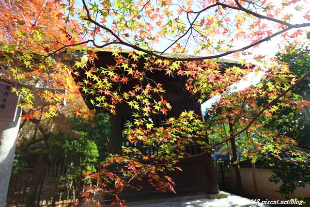 ▌京都賞楓▌♥蓮華寺♥小景卻意外讓人驚豔的楓葉美景
