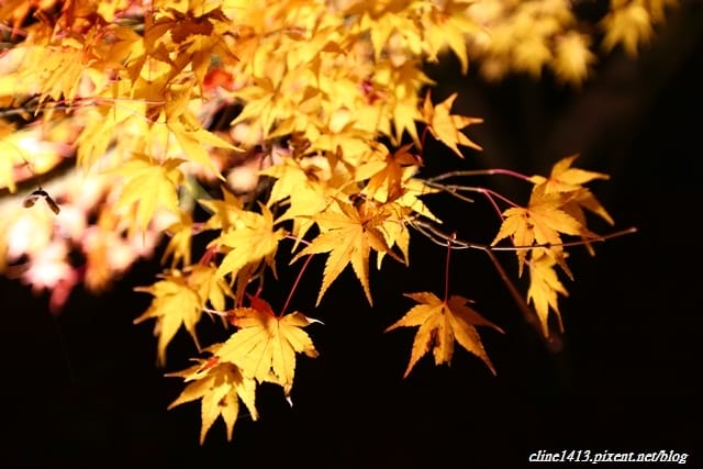 ▌京都賞楓▌必訪名所♥永觀堂♥日楓、夜楓都很迷人