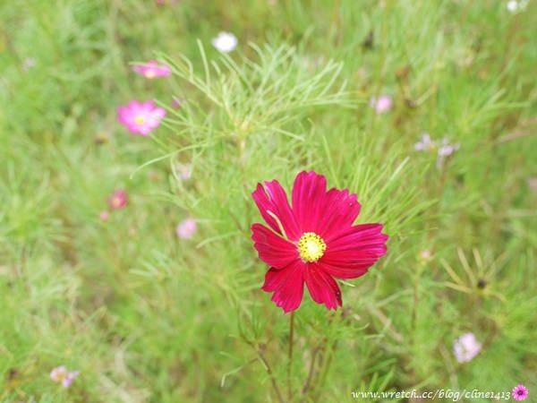 【北部景點】以為在國外? 超夢幻水教堂&熱門婚紗景點♥ 淡水˙大屯花卉農場♥