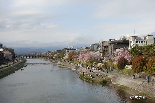 ▌京都。賞櫻▌♥京都十大賞櫻景點、賞櫻路線♥2016日本櫻花情報分享
