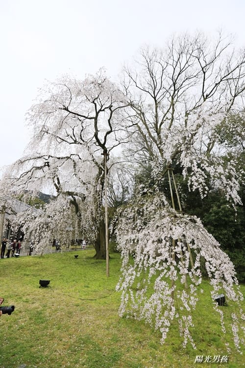 ▌京都。賞櫻▌♥京都十大賞櫻景點、賞櫻路線♥2016日本櫻花情報分享