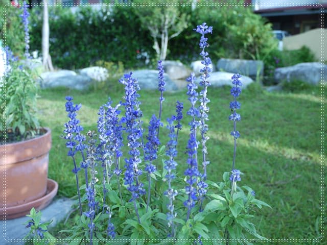 ▌花蓮民宿▌秋天˙我們相約在~花見幸福[景觀篇]
