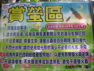 土城桐花季*遊*桐花 - 第7張圖 土城桐花季*遊*桐花