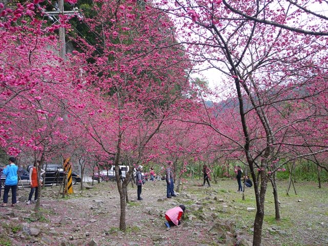 【宜蘭景點】安貴妃拜年♥ 宜蘭三星米香銀柳節♥大同鄉秘境牛鬥賞櫻 ♥