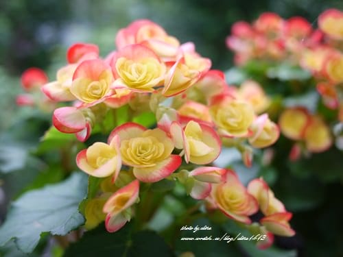 ▌宜蘭民宿▌來去泡一晚! 邊泡湯邊欣賞龜山島美景的極致享受♥礁溪筑翫villa 溫泉會館♥(1/12更新)