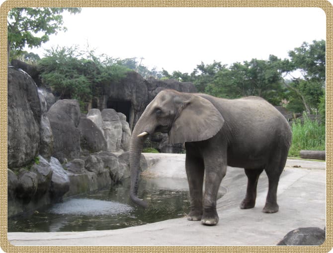 陪公子遊 動物園~甜蜜的負荷
