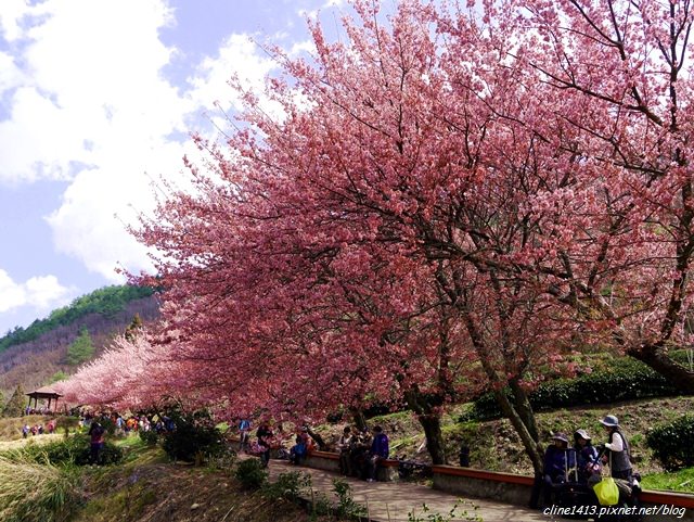 ▌2015賞櫻▌一生一定要熱血衝一次的夢幻賞櫻景點♥武陵農場♥紅粉佳人大爆開!