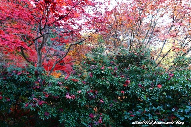 ▌京都賞楓▌京都賞楓名所♥瑠璃光院♥絕美夢幻的紅葉美景by陽光男孩