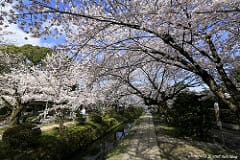 ▌京都賞櫻▌京都和服體驗♥夢京都♥高台寺店。穿和服漫遊清水寺