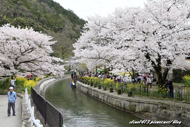 ▌京都。賞櫻▌♥京都十大賞櫻景點、賞櫻路線♥2016日本櫻花情報分享
