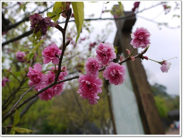 【桃園景點】看見綠光˙發現幸福綠光森林
