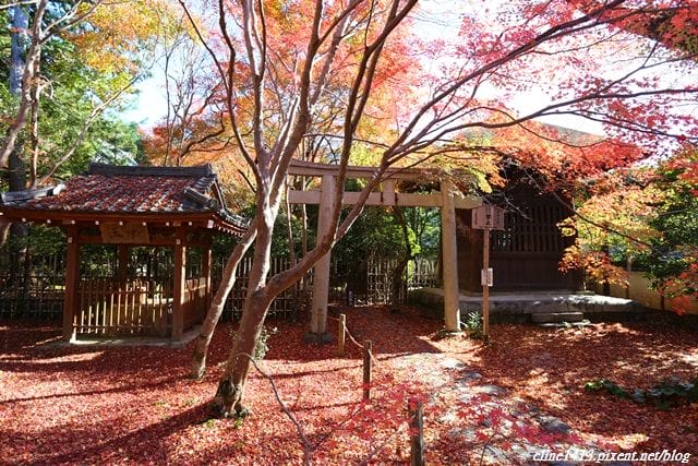 ▌京都賞楓▌♥蓮華寺♥小景卻意外讓人驚豔的楓葉美景