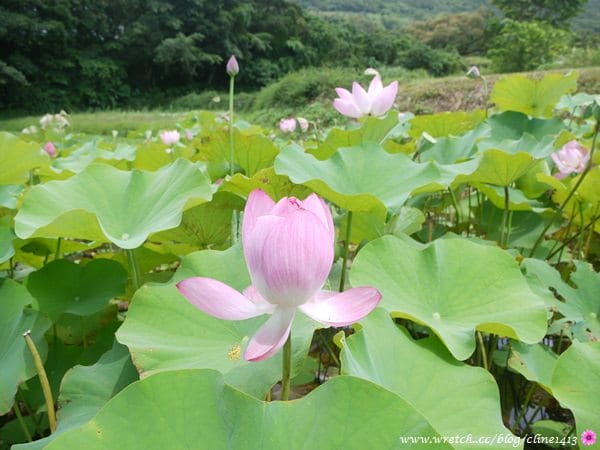 【北部景點】以為在國外? 超夢幻水教堂&熱門婚紗景點♥ 淡水˙大屯花卉農場♥