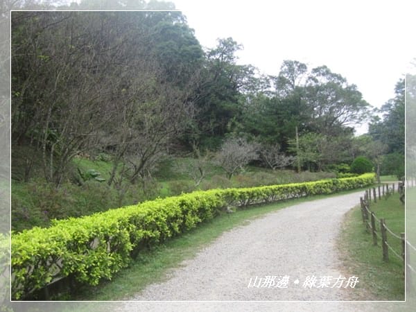 ▌苗栗景點 ▌我在森林綠海!山那邊*綠葉方舟