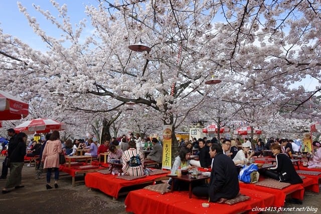 ▌京都。賞櫻▌♥京都十大賞櫻景點、賞櫻路線♥2016日本櫻花情報分享