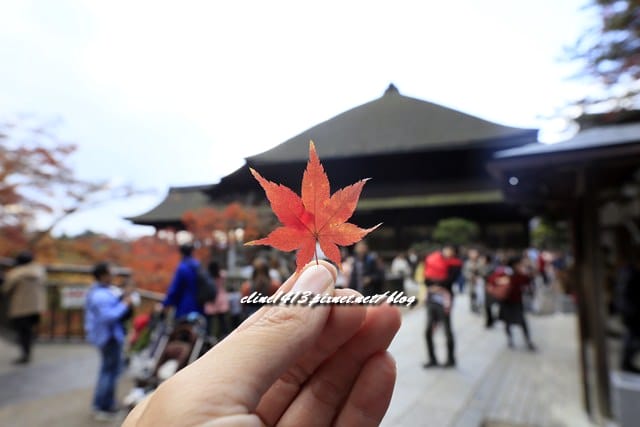 ▌清水寺 ▌京都賞楓必訪景點♥清水寺♥絕美夜楓!京阪賞楓自由行行程分享By陽光男孩