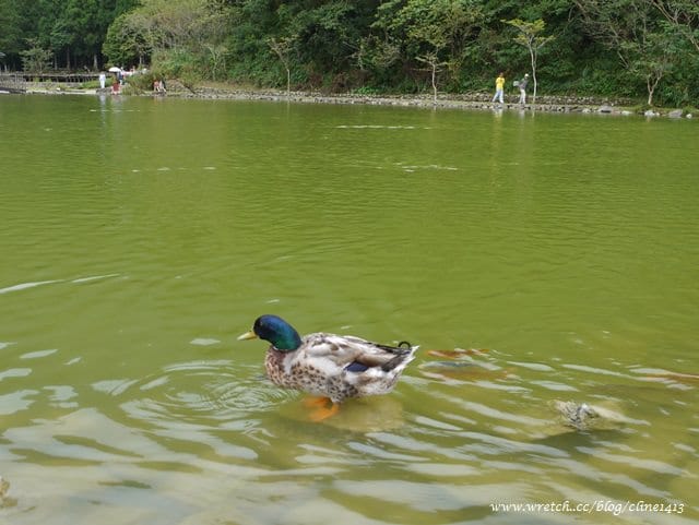 ▌宜蘭景點▌美如仙境的避暑盛地♥ 明池森林遊樂園區♥