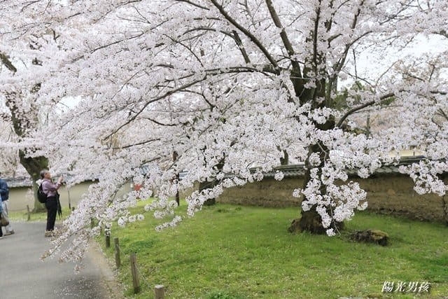▌京都。賞櫻▌♥京都十大賞櫻景點、賞櫻路線♥2016日本櫻花情報分享